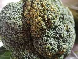 Image of sprouting broccoli