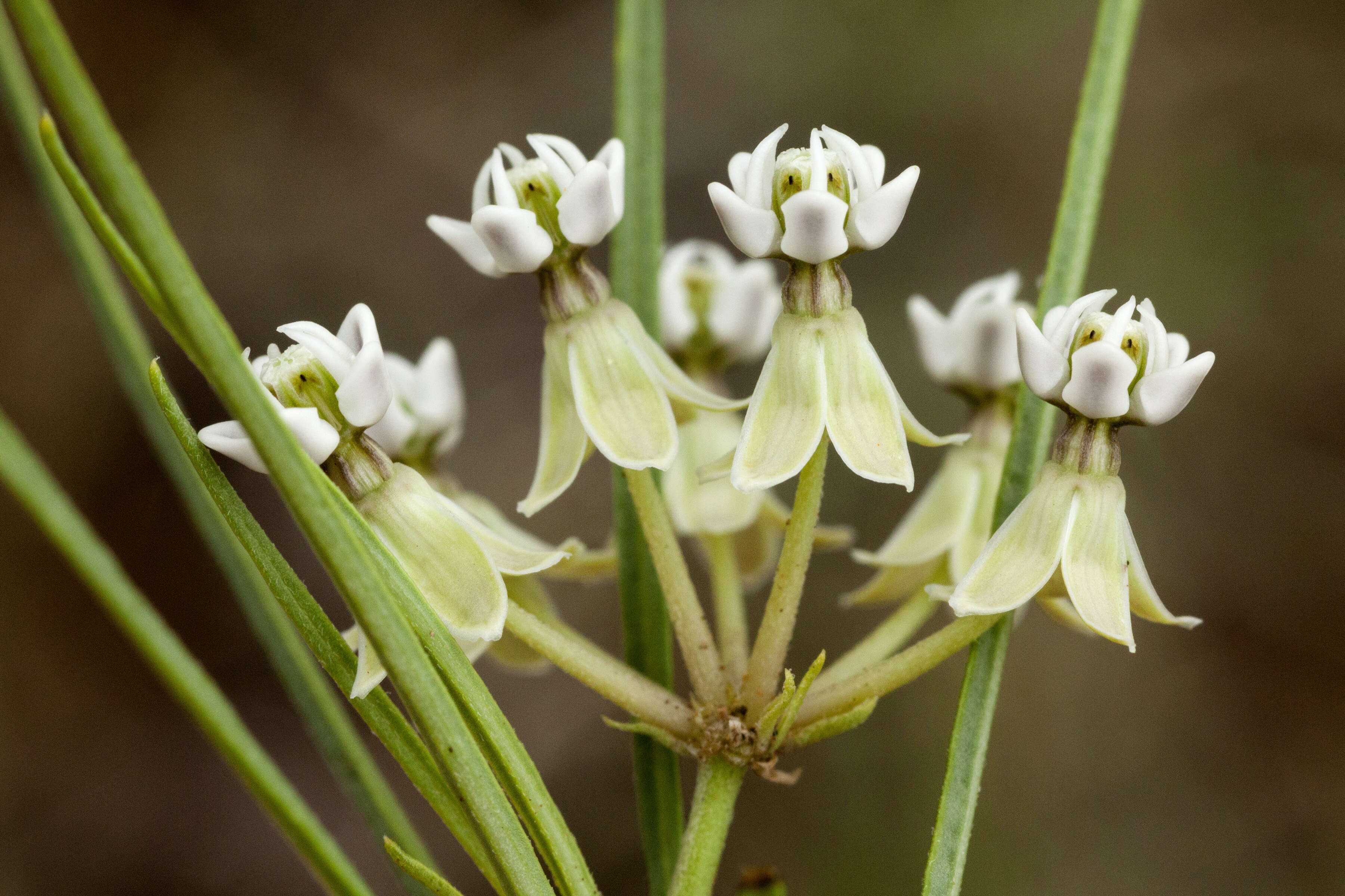 Image of horsetail milkweed