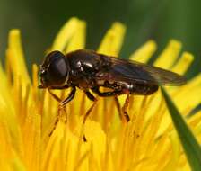 صورة Cheilosia fraterna (Meigen 1830)