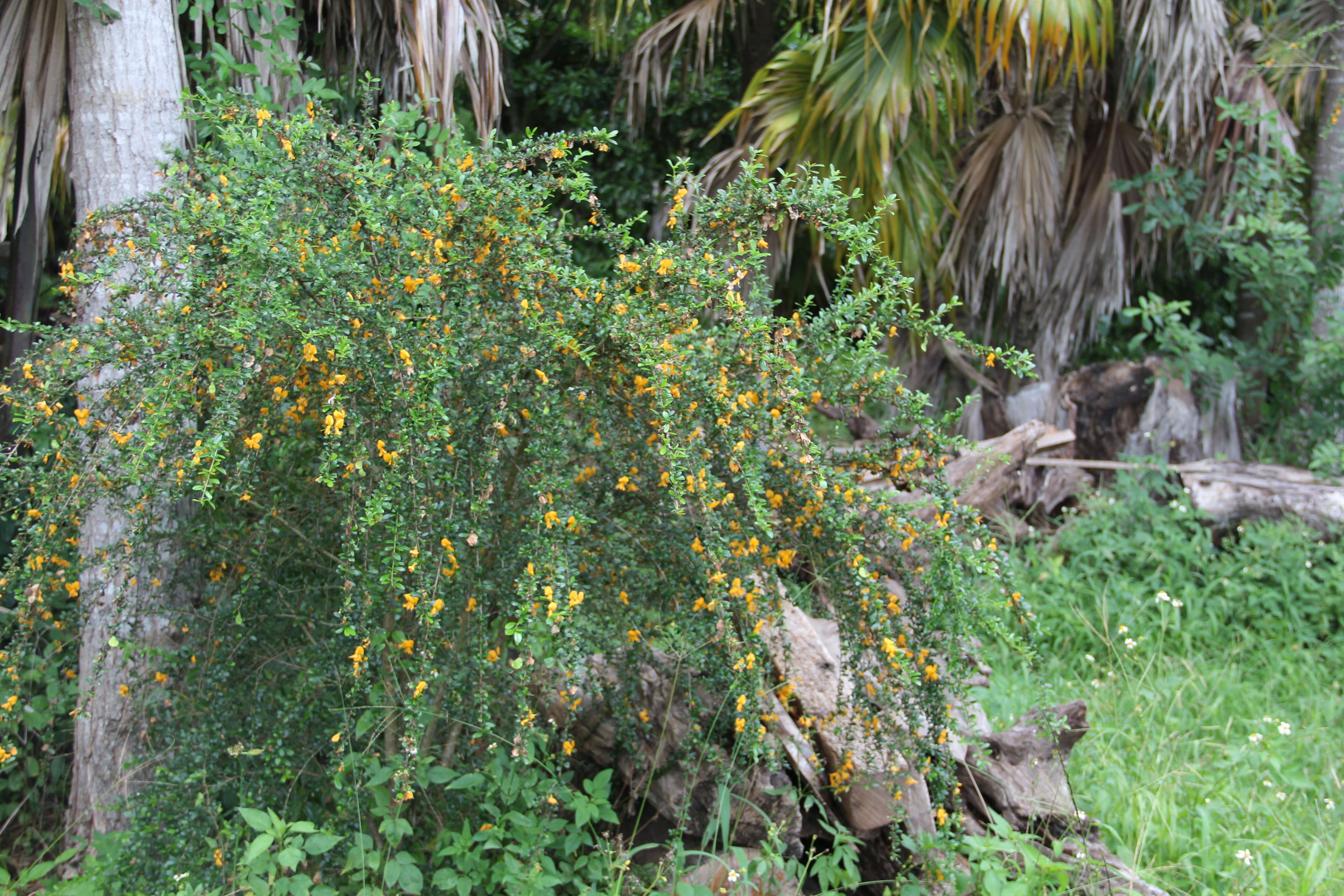 Image of West indian ebony