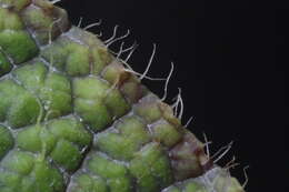 Image of Begonia sizemoreae Kiew