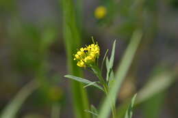 Image of treacle mustard