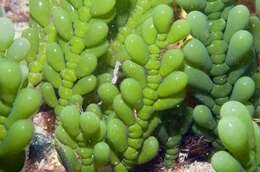 Image of Caulerpa cactoides