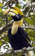 Image of Great Indian Hornbill