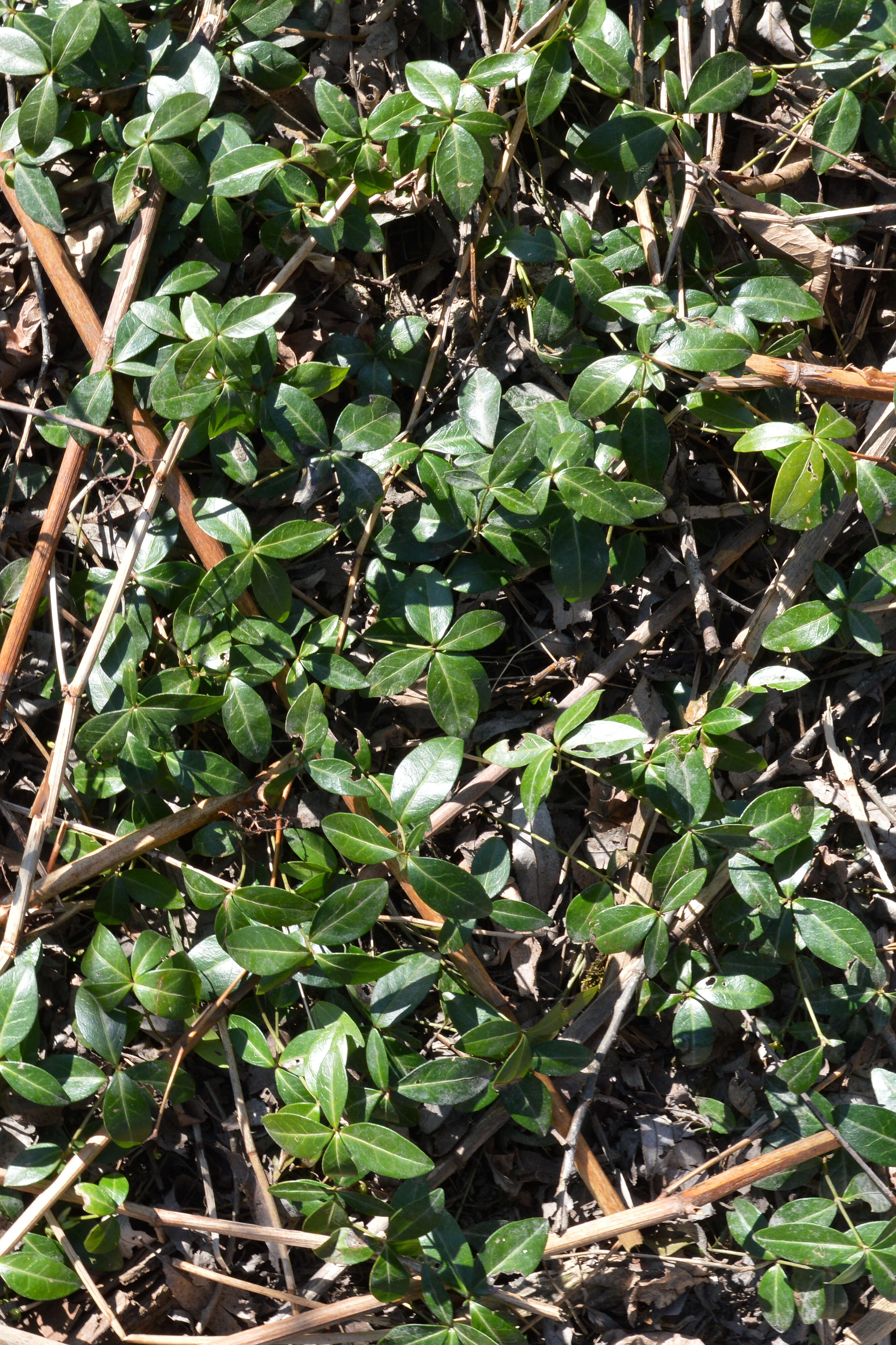 Image of Common Periwinkle