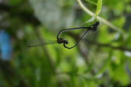 Image de Onychargia Selys 1865