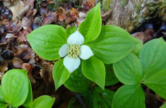 Plancia ëd Cornus canadensis L.