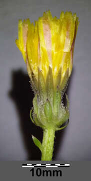 Image of hawkweed oxtongue