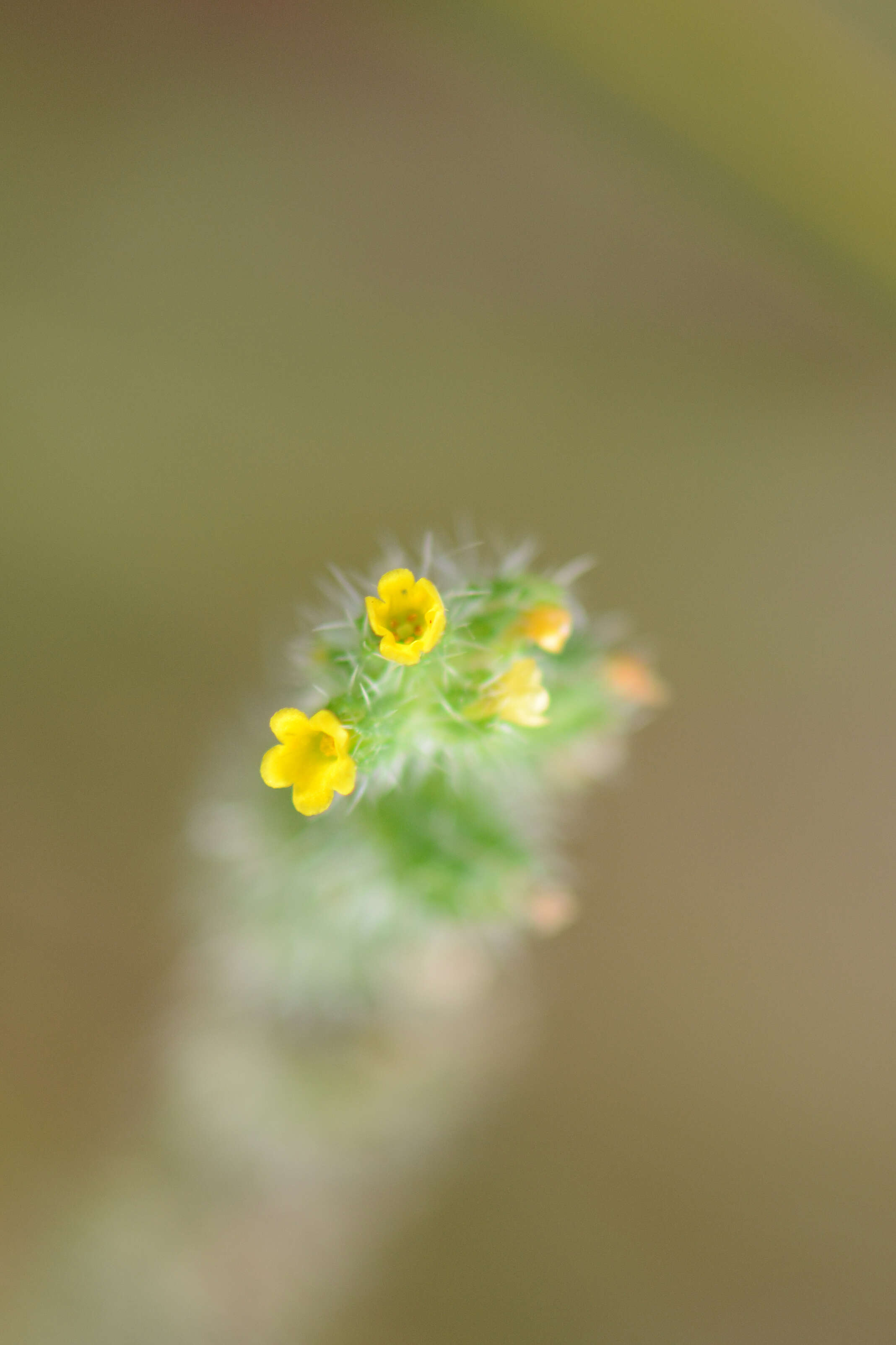 Image of Menzies' fiddleneck