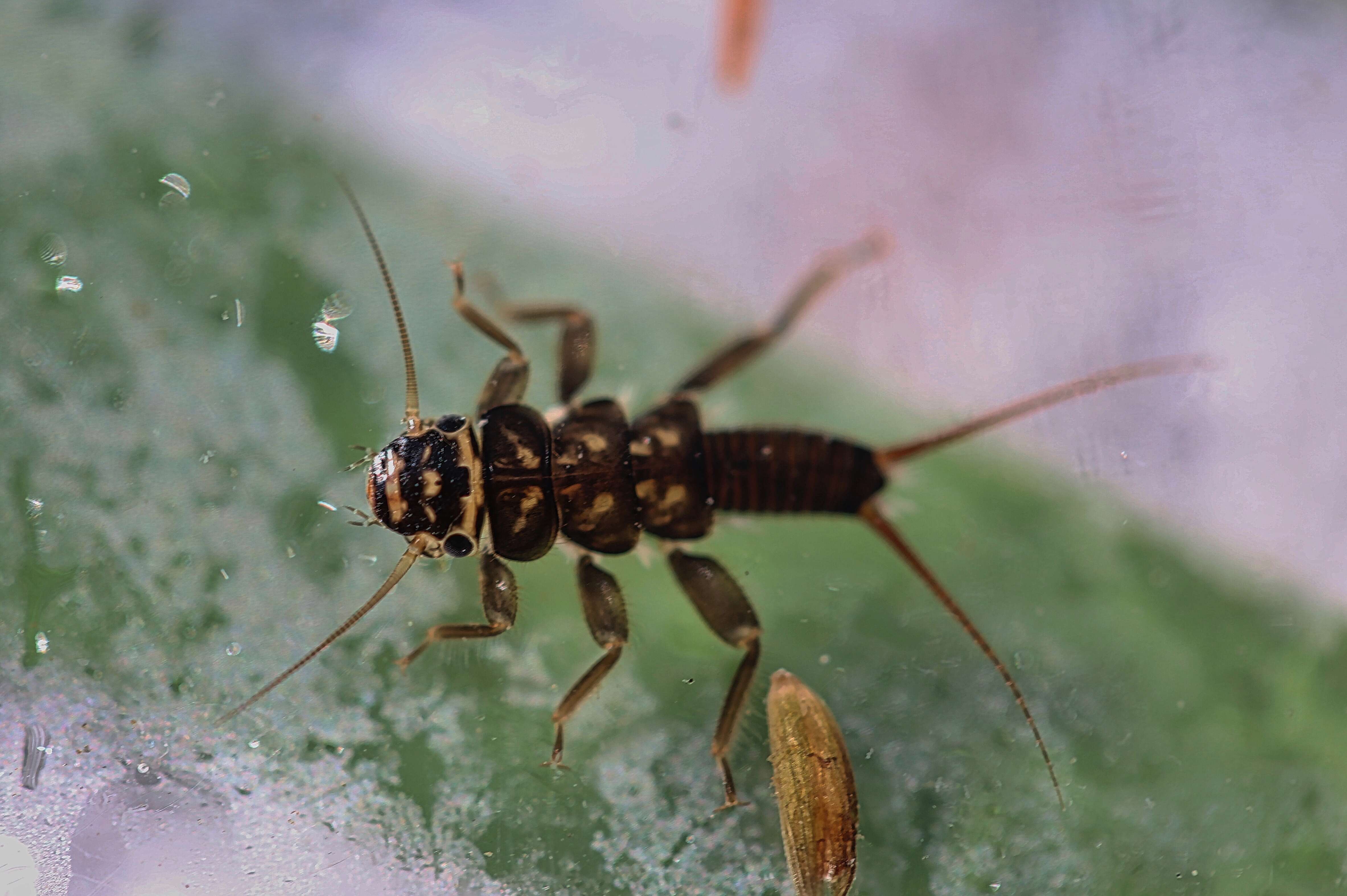 Imagem de Agnetina annulipes (Hagen 1861)