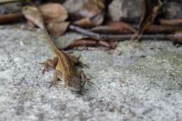 Image of Bahaman brown anole