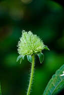 Image of false ironwort