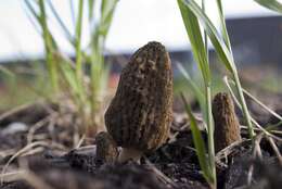 Image of Morchella importuna M. Kuo, O'Donnell & T. J. Volk 2012