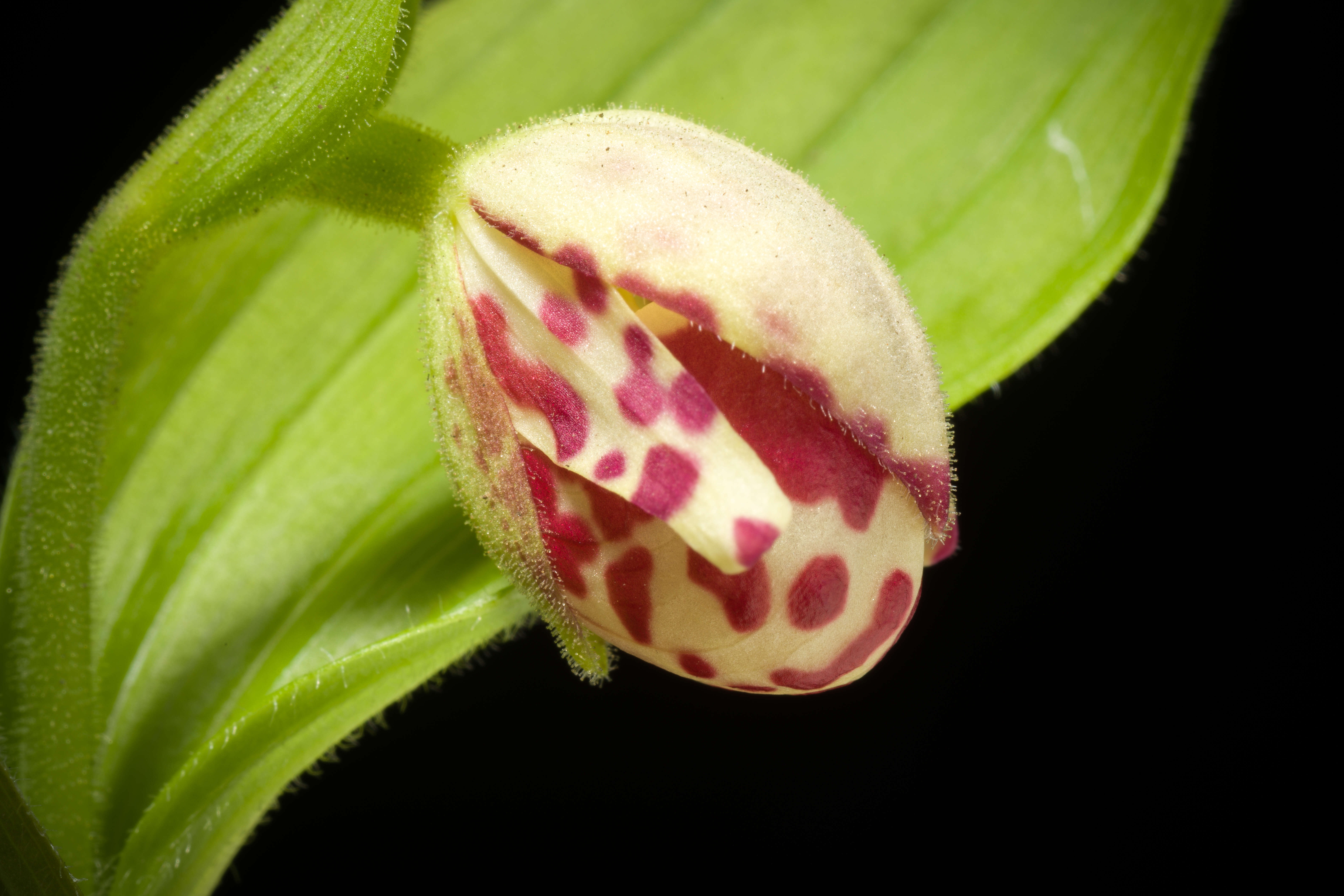 Image of Spotted lady's slipper