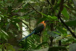 Image of Rufous Motmot