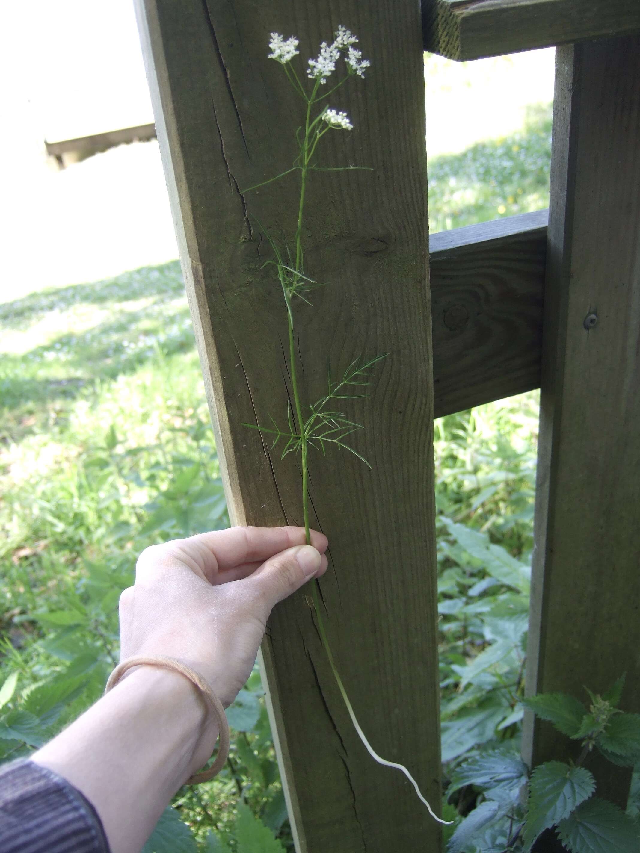 Conopodium resmi