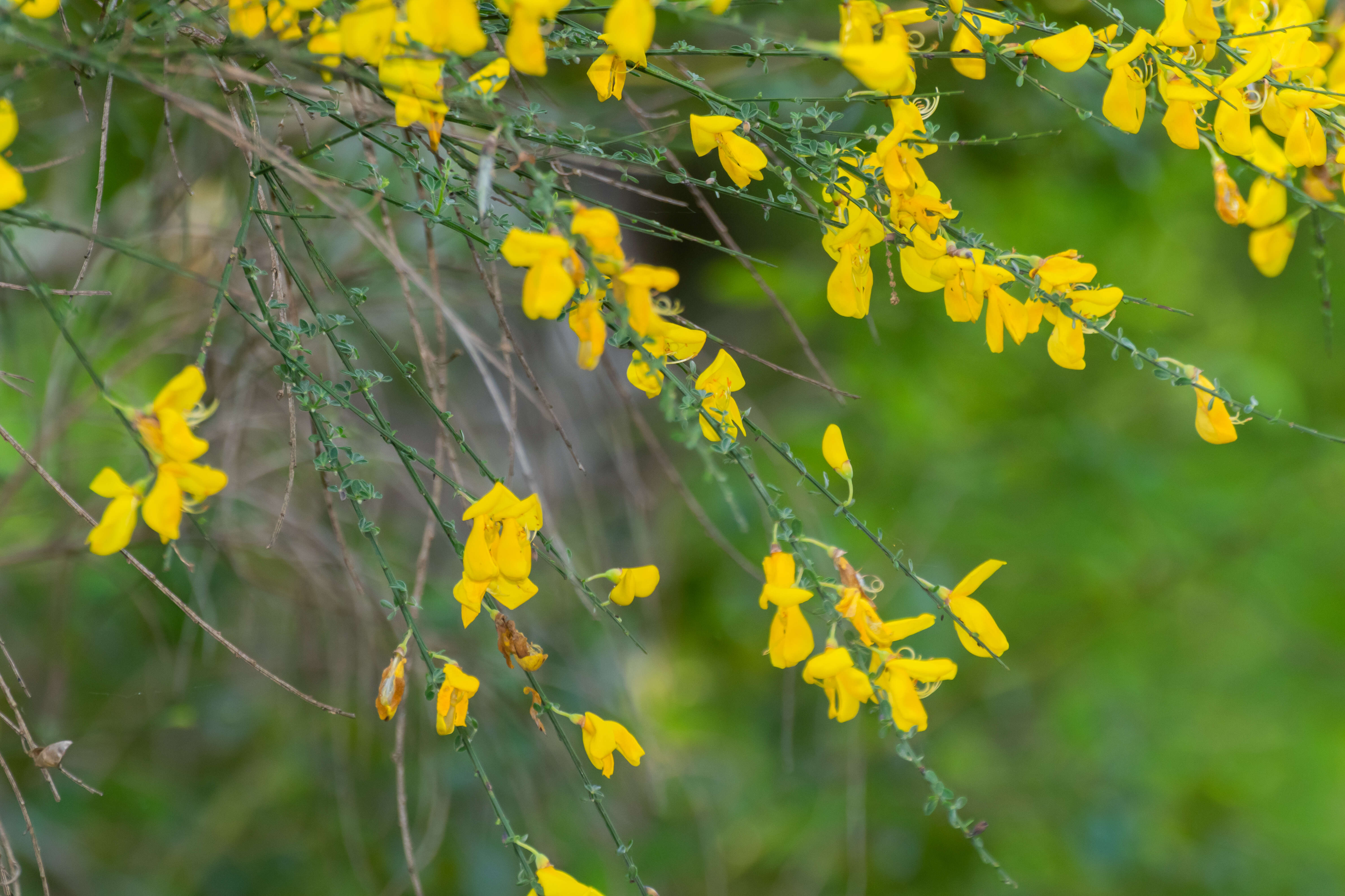 Imagem de Genista pilosa L.