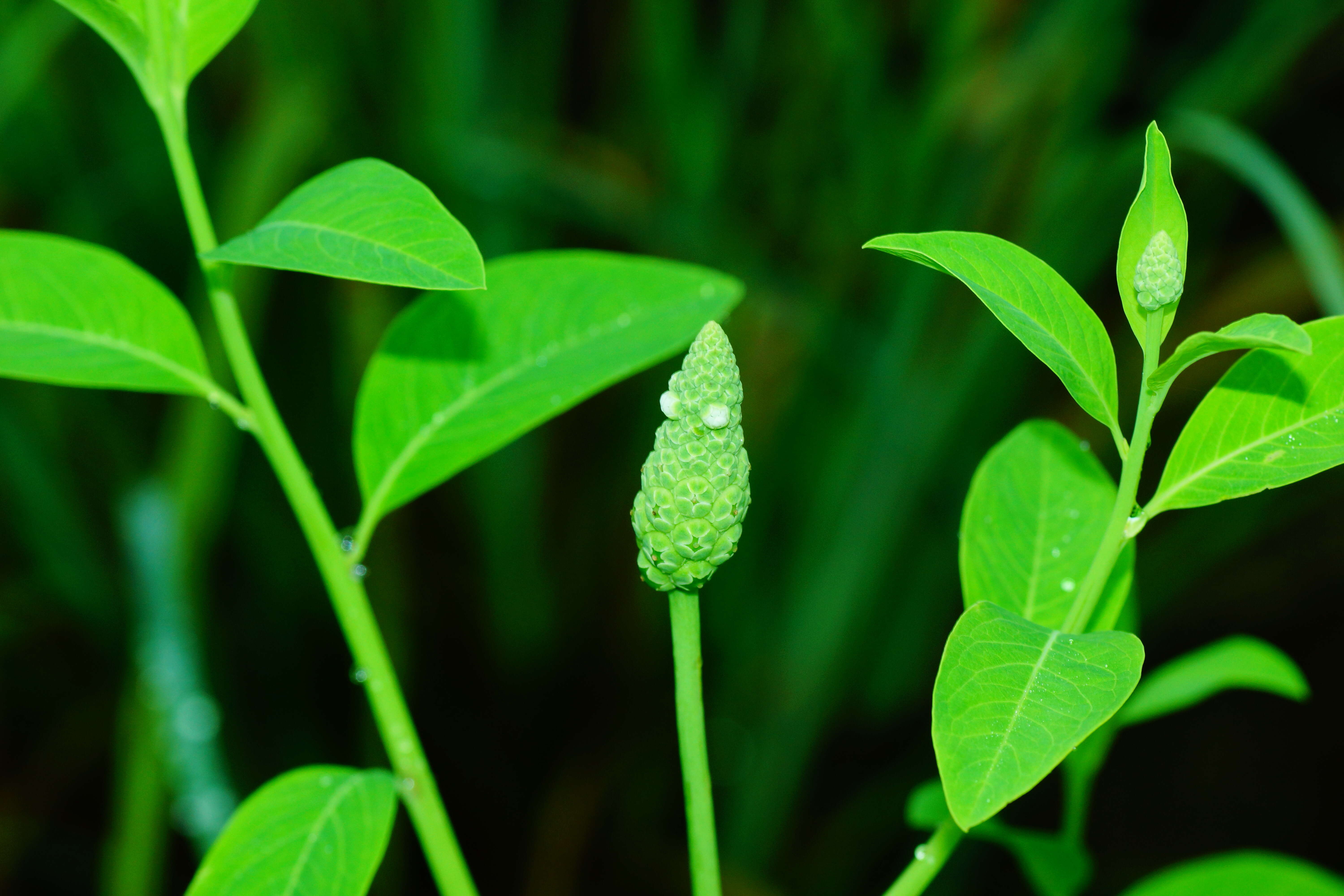 Image of Sphenocleaceae