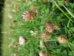 Image of strawberry clover