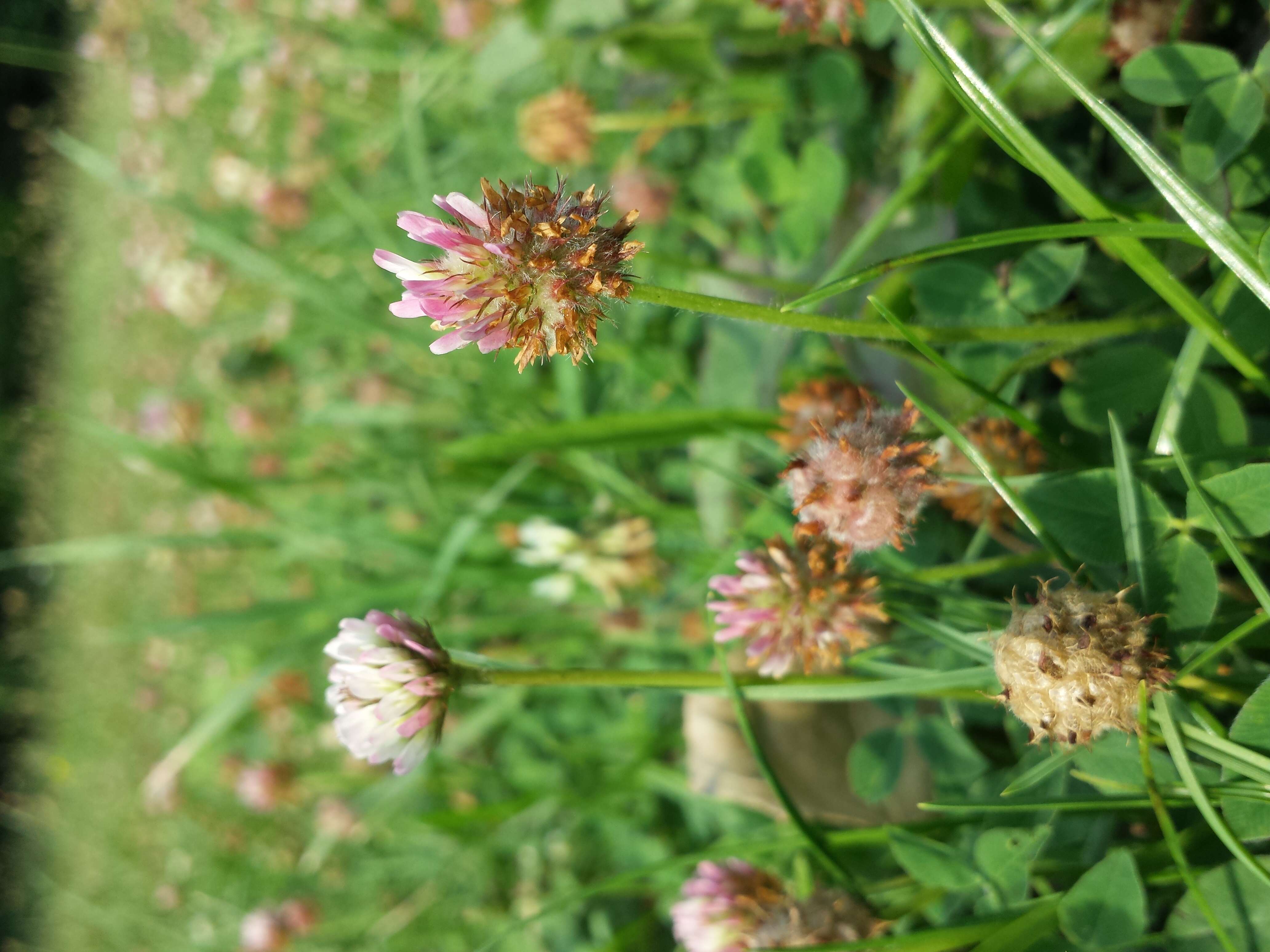 Image of strawberry clover