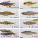 Image of Dwarf Spotted Danio