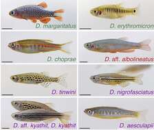 Image de Danio nigrofasciatus (Day 1870)