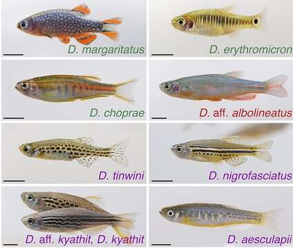 Image of Dwarf Spotted Danio