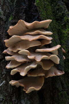 Image of Lentinellus vulpinus (Sowerby) Kühner & Maire 1934