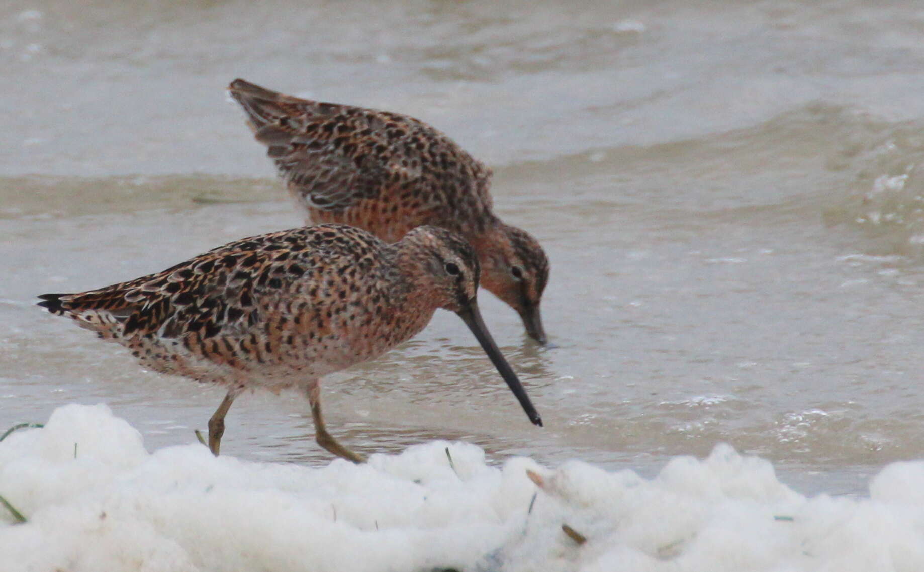 Image of Short-billed Dowitcher