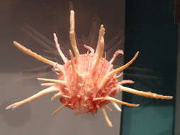 Image de Spondylus regius Linnaeus 1758