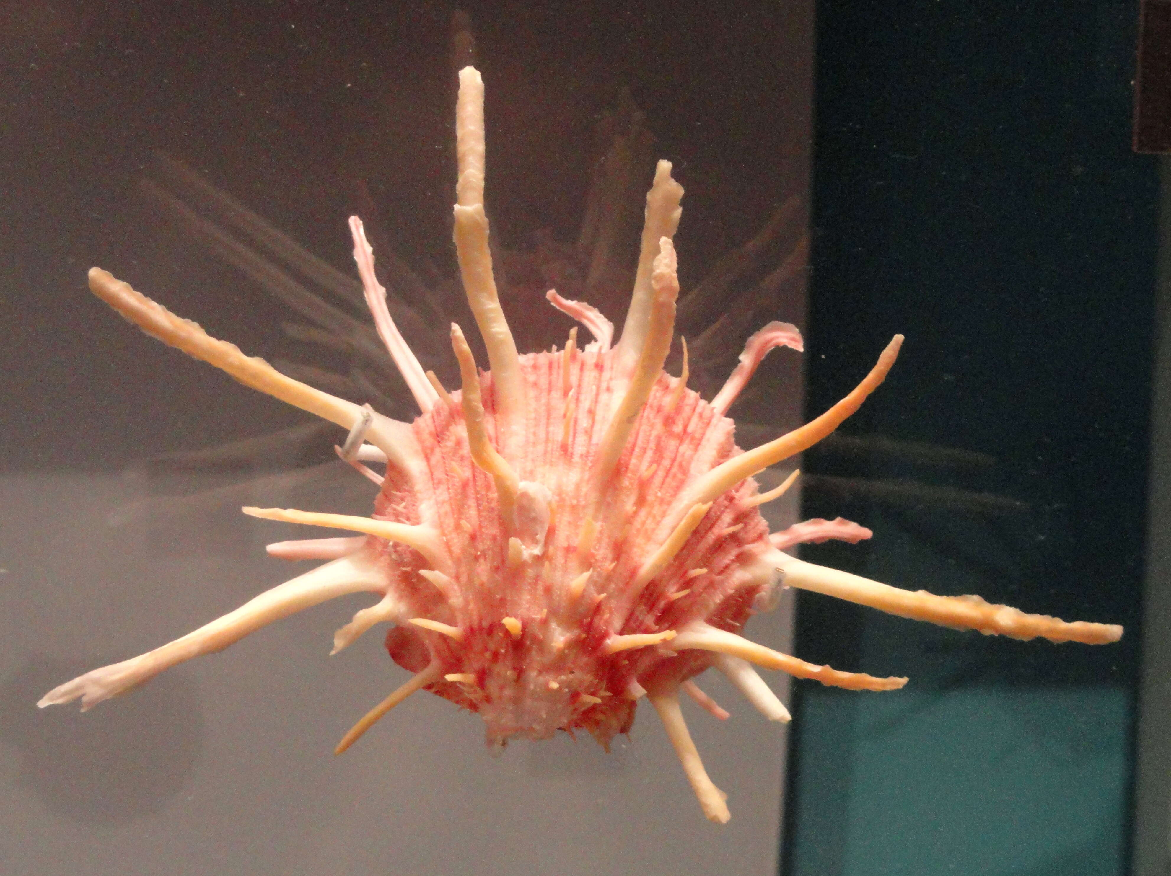 Image de Spondylus regius Linnaeus 1758