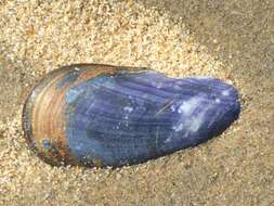 Image of Northern horse mussel