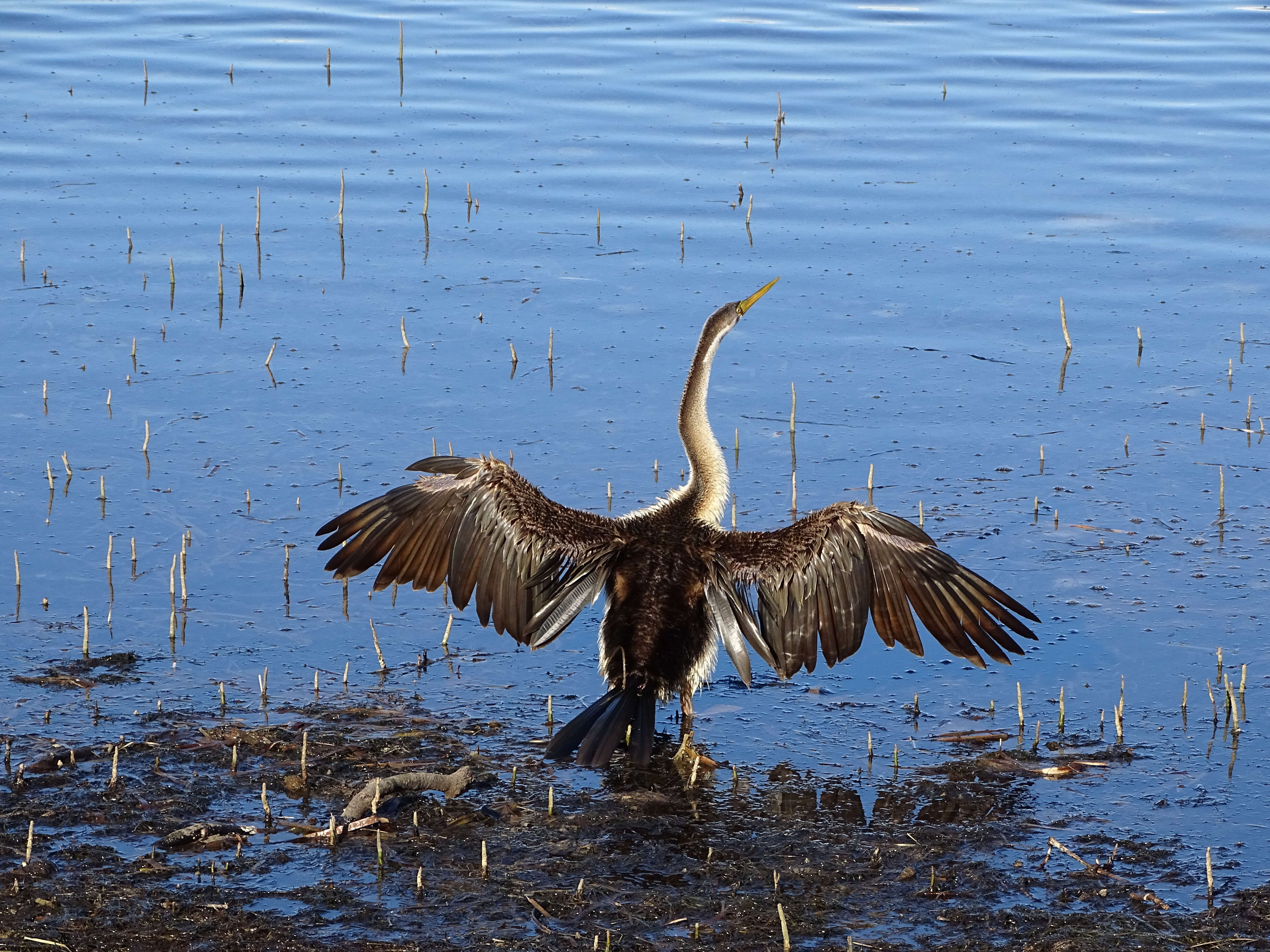 Plancia ëd Anhinga novaehollandiae (Gould 1847)