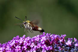 Image of broad-bordered bee hawk-moth