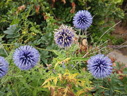 Image of Echinops bannaticus Rochel ex Schrad.