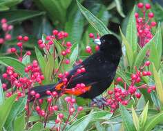 Image of Flame-rumped Tanager