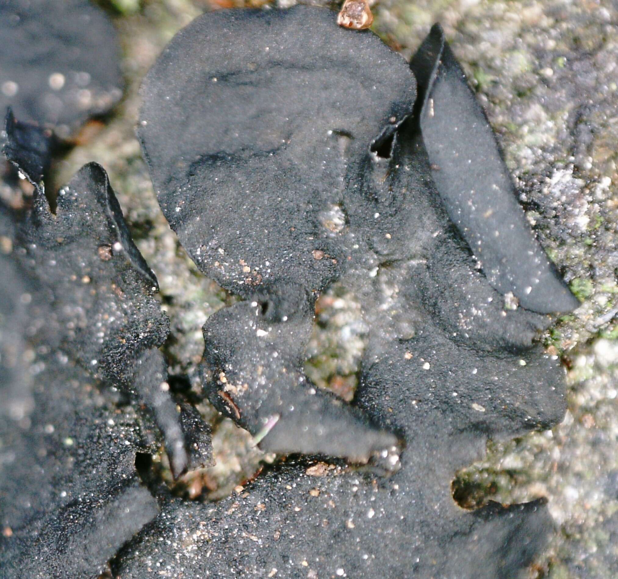 Image of jelly lichen