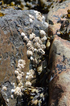 Image of Acorn barnacle