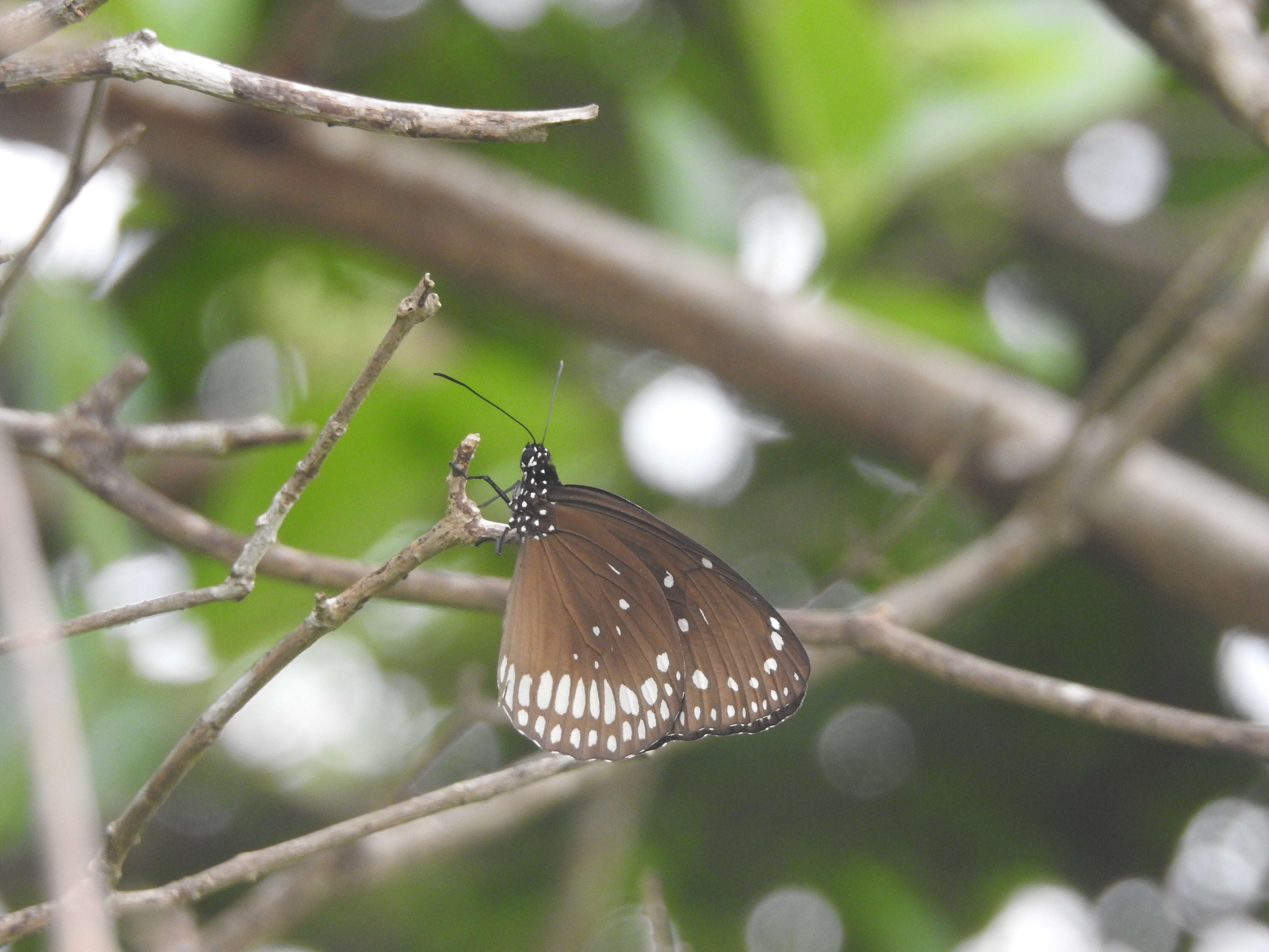 صورة Euploea core Cramer 1780