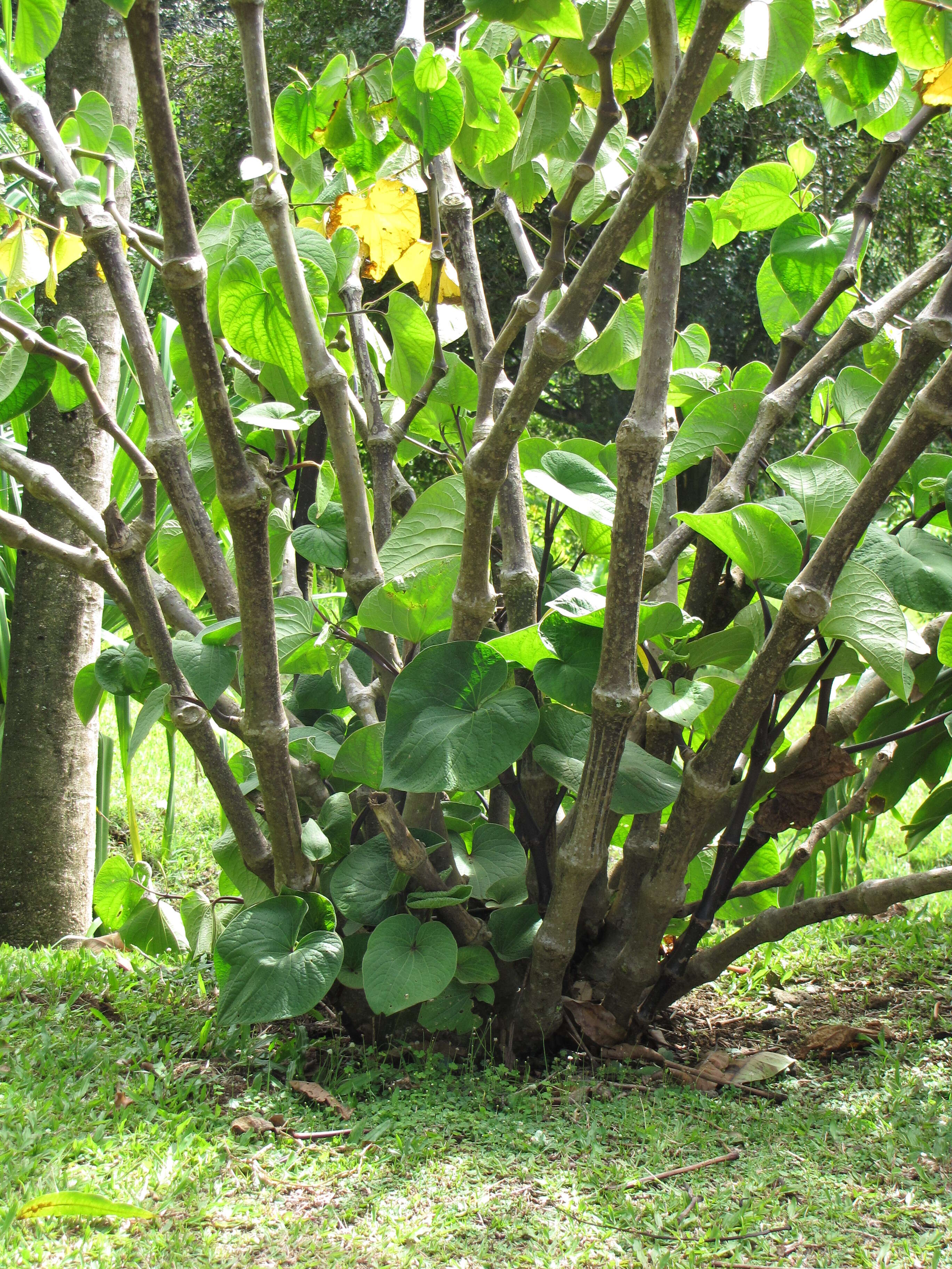 Image of kava