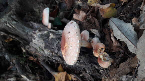 Imagem de Hypholoma lateritium (Schaeff.) P. Kumm. 1871