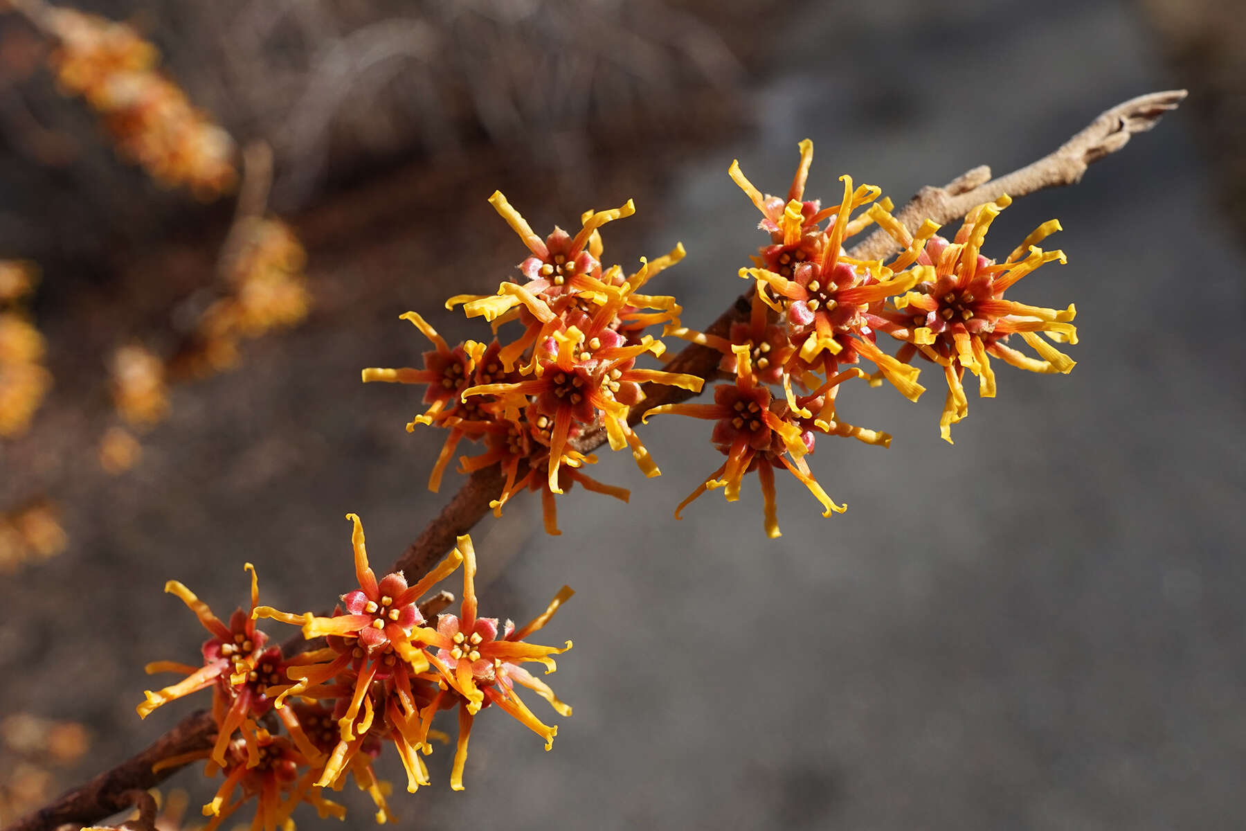 Imagem de Hamamelis vernalis Sarg.