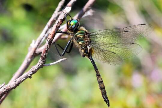 Image of Brush-tipped Emerald