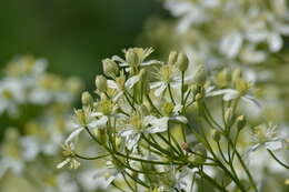 Imagem de Clematis recta L.