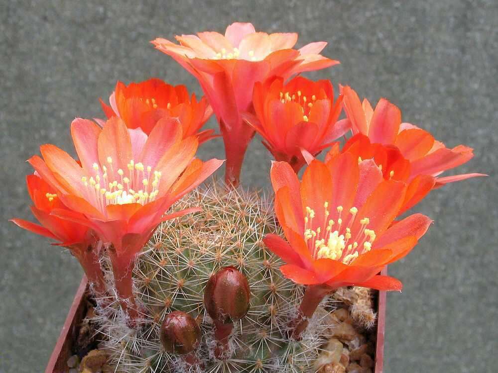 Image of Rebutia pulvinosa F. Ritter & Buining