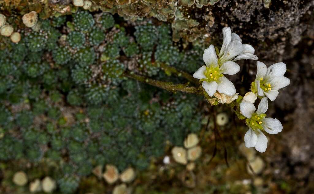 Image of Saxifraga cochlearis Rchb.