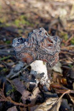 Image of Gyromitra esculenta (Pers.) Fr. 1849