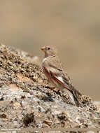 Image of Mongolian Finch