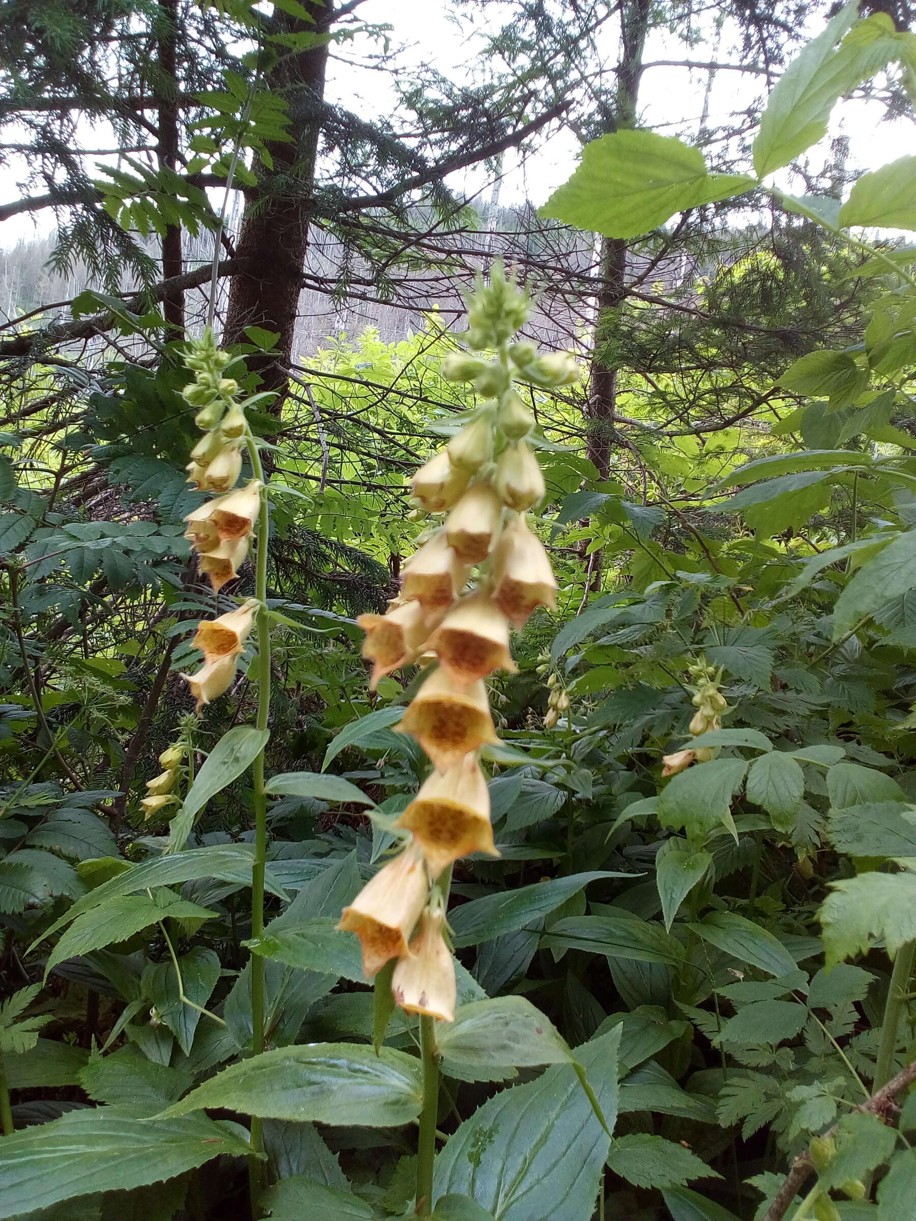 Imagem de Digitalis grandiflora Mill.