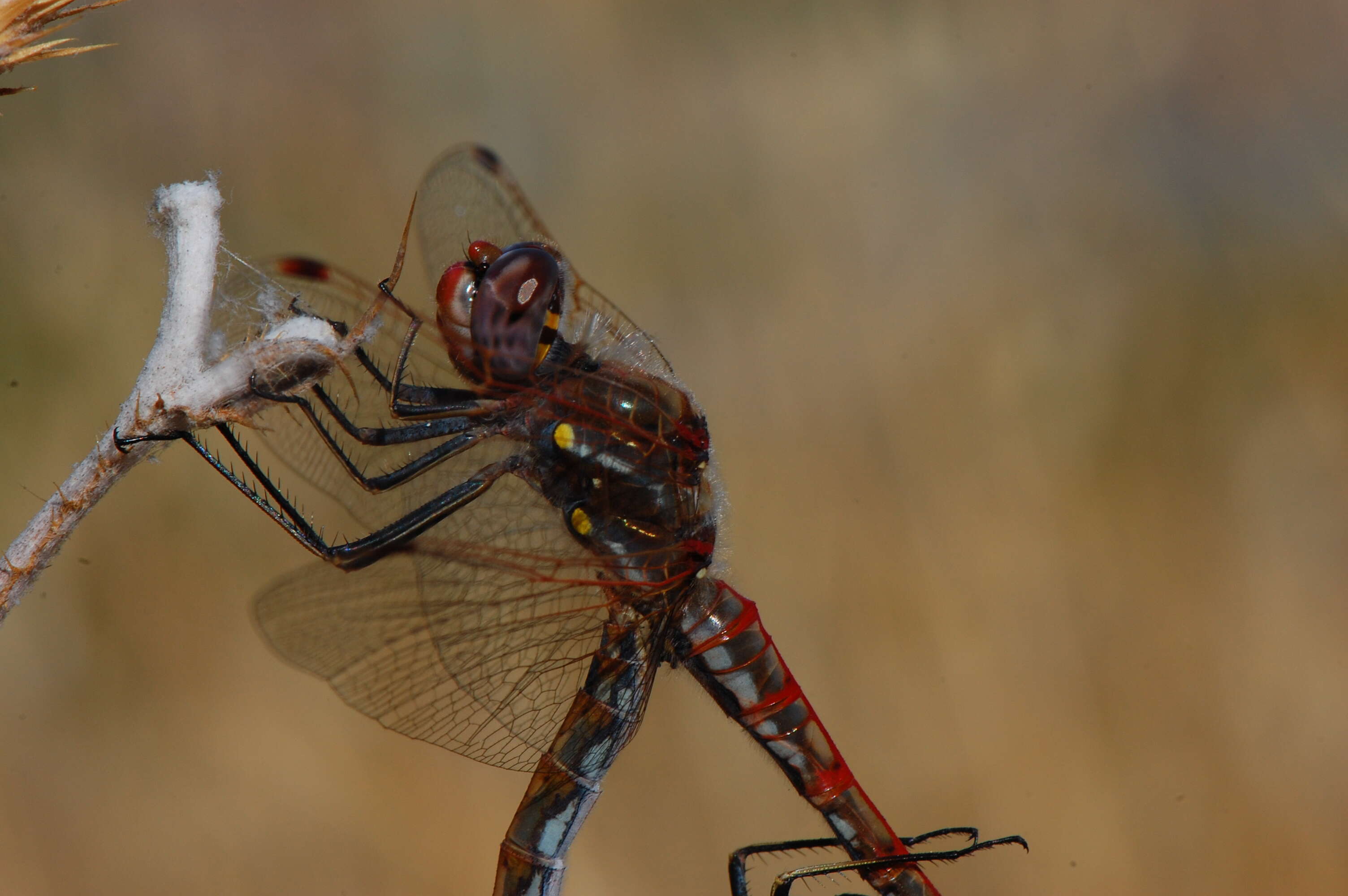 Image of Variegated Meadowhawk